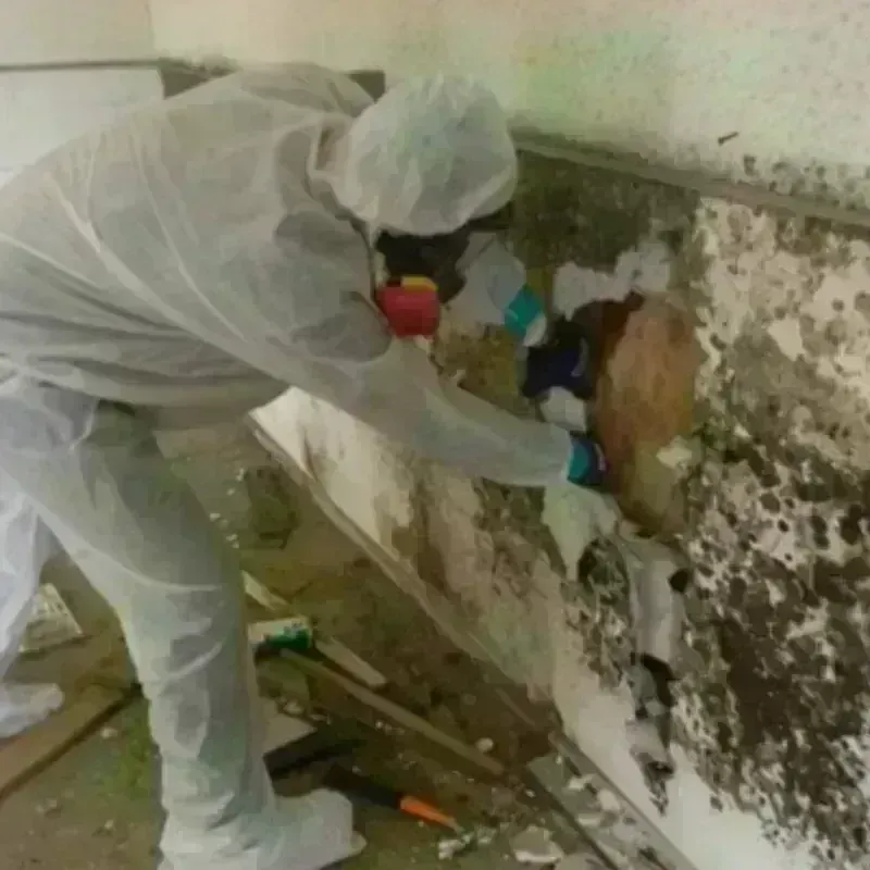 Mold Remediation and Removal in Monmouth Beach, NJ